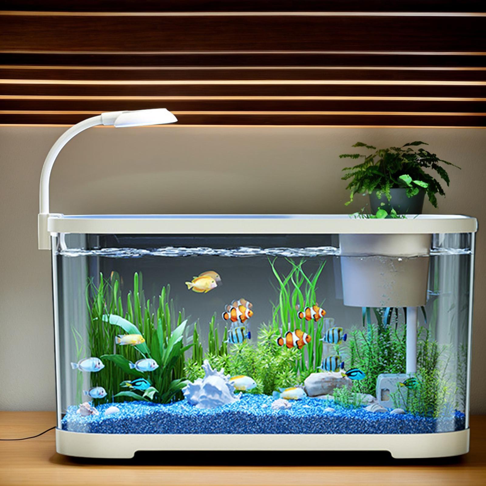 Aquarium Fish For Beginners - Kit acquario Starter Betta Fish Tank