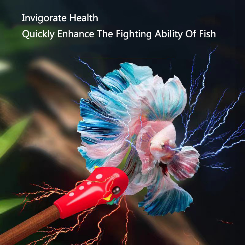 Bacchetta da allenamento per a - Aquarium Fish For Beginners recensione e prezzo