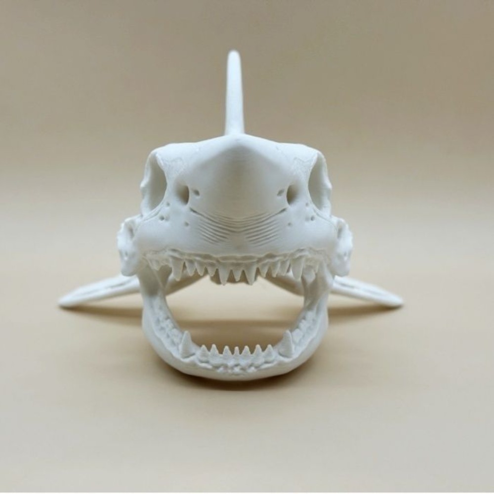 Scheletro di Squalo Stampato i - Aquarium Fish Games recensione e prezzo
