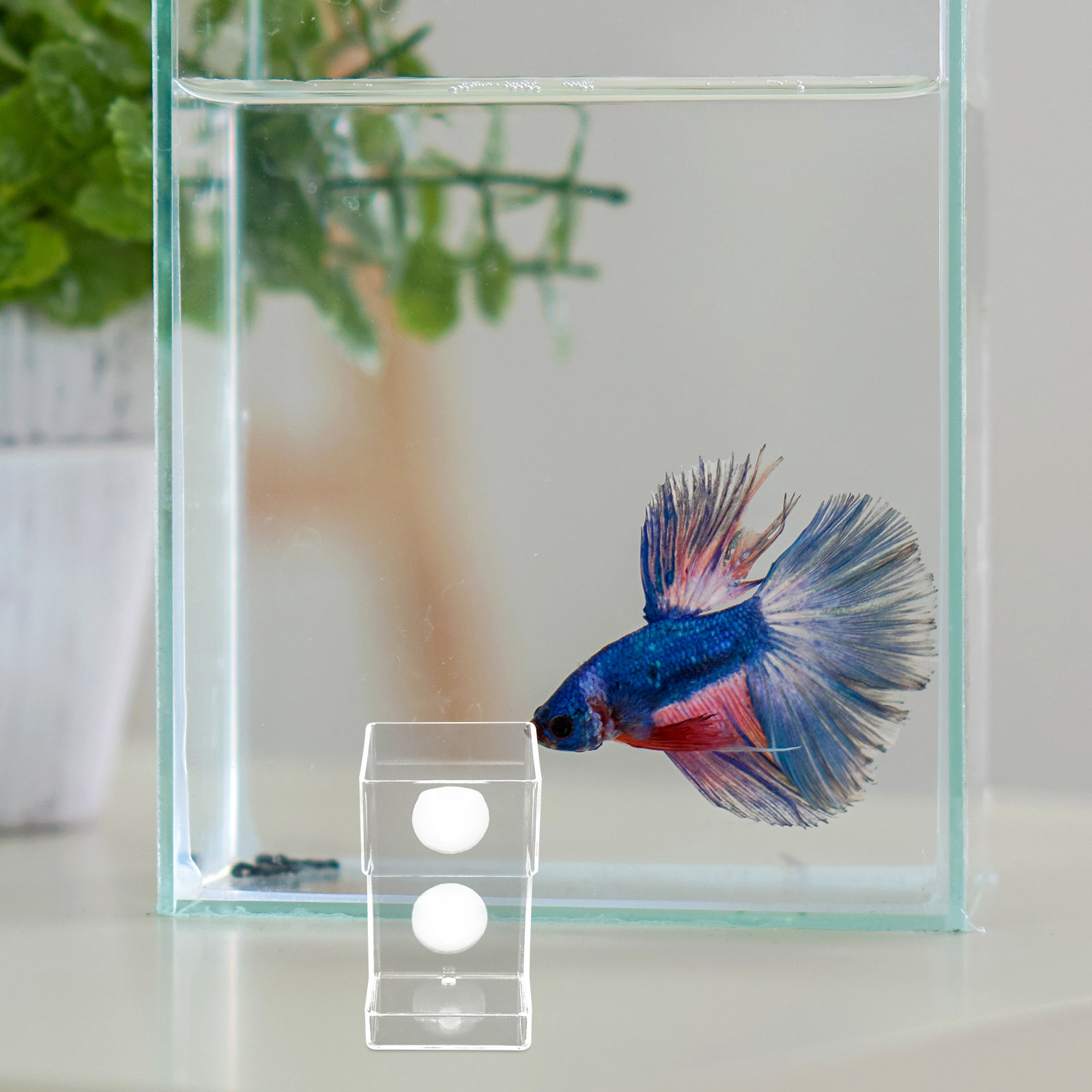 Dispenser Automatico Galleggia - Aquarium Fish Feeder Automatic recensione e prezzo