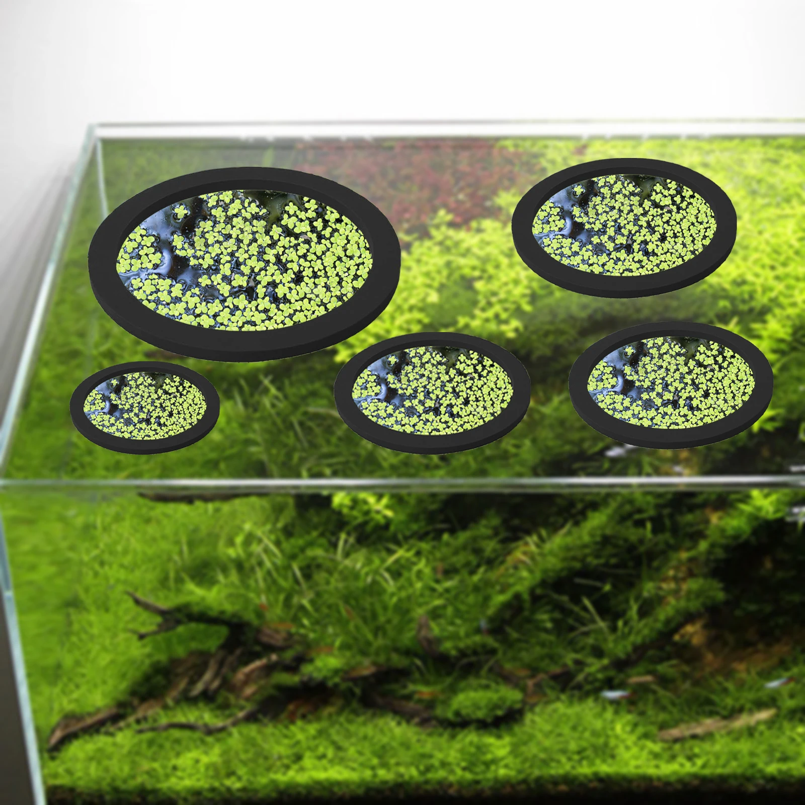 5 pz EVA Anello di Alimentazio - Aquarium Fish Marine recensione e prezzo