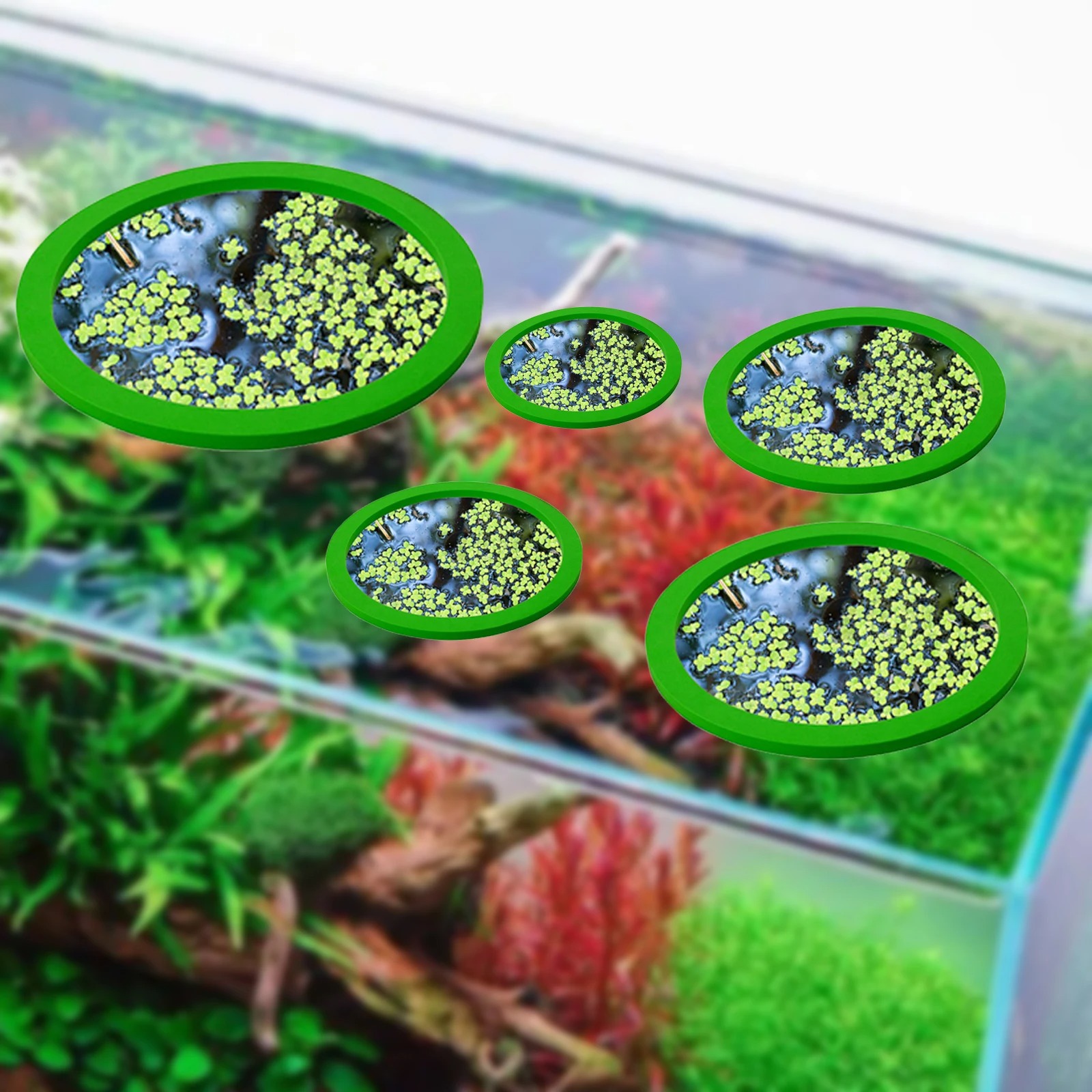 5 pz EVA Anello di Alimentazio - Aquarium Fish Marine recensione e prezzo