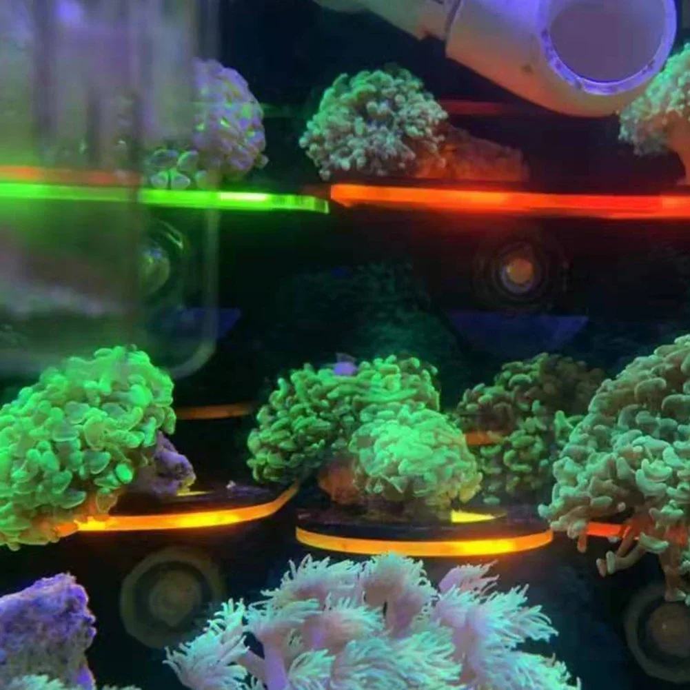 Staffe per corallo fluorescent - Aquarium Fish Marine recensione e prezzo