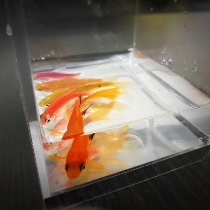 Acquario mistico di JC Magia T - Aquarium Fish For Beginners recensione e prezzo