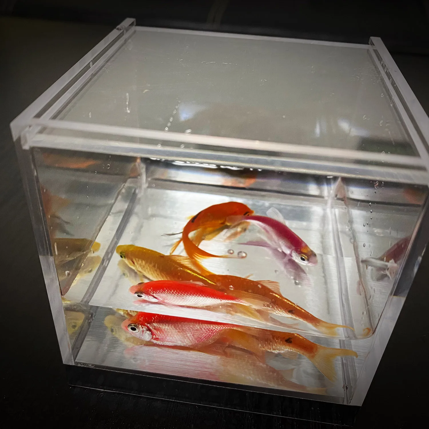 Acquario mistico di JC Magia T - Aquarium Fish For Beginners recensione e prezzo