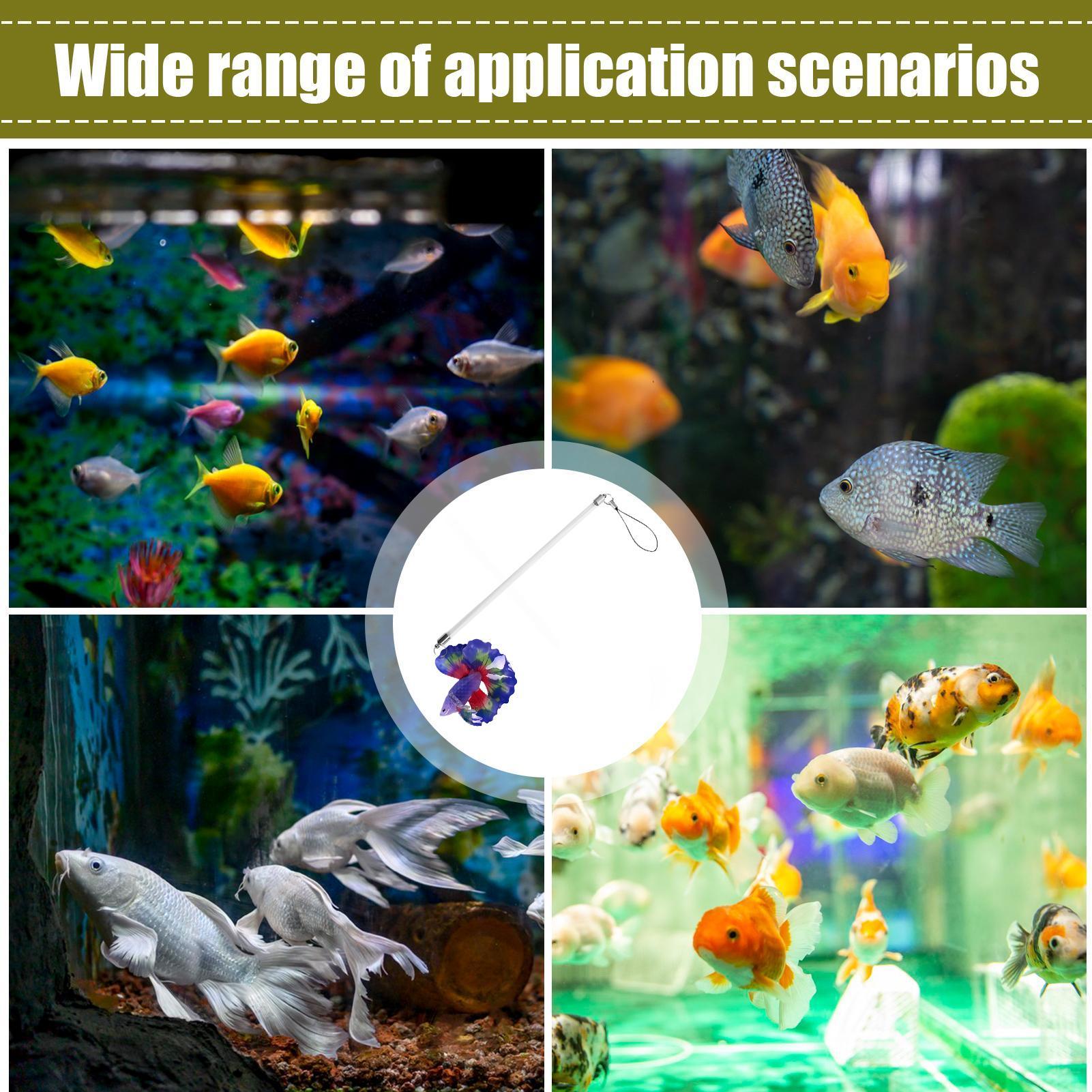 Bacchetta per l'allenamento de - Aquarium Fish For Beginners recensione e prezzo