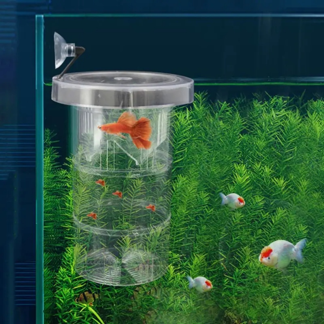 Acrilico Galleggiante Allevame - Aquarium Fish Marine recensione e prezzo